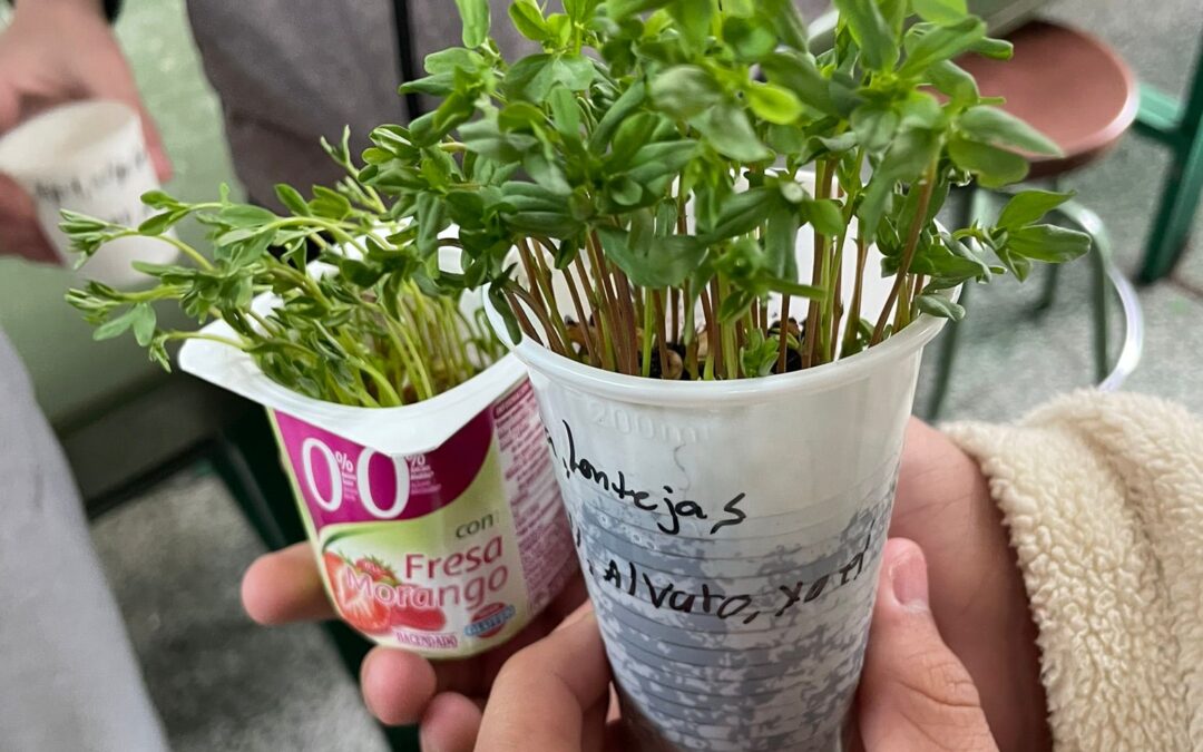 Experimento: Germinación a distintas condiciones en plantas
