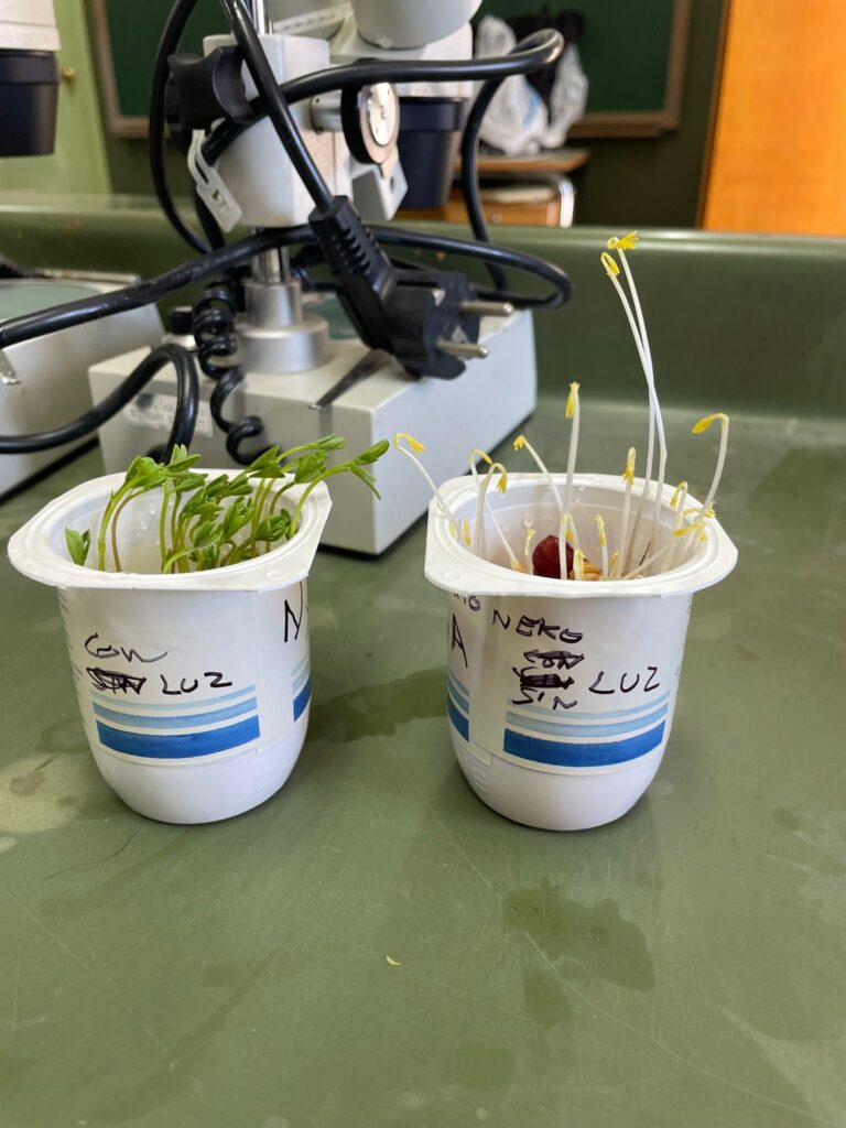 Experimento: Germinación a distintas condiciones en plantas 3 Experimento: Germinación a distintas condiciones en plantas
