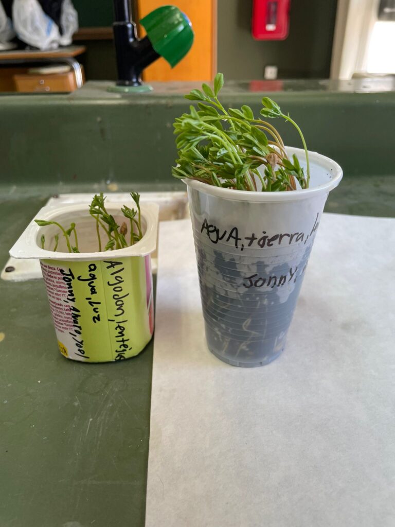 Experimento: Germinación a distintas condiciones en plantas 2 Experimento: Germinación a distintas condiciones en plantas