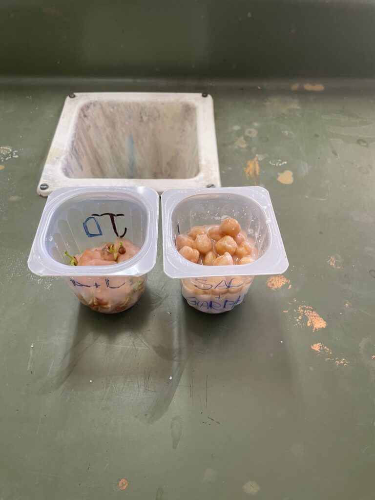 Experimento: Germinación a distintas condiciones en plantas 1 Experimento: Germinación a distintas condiciones en plantas