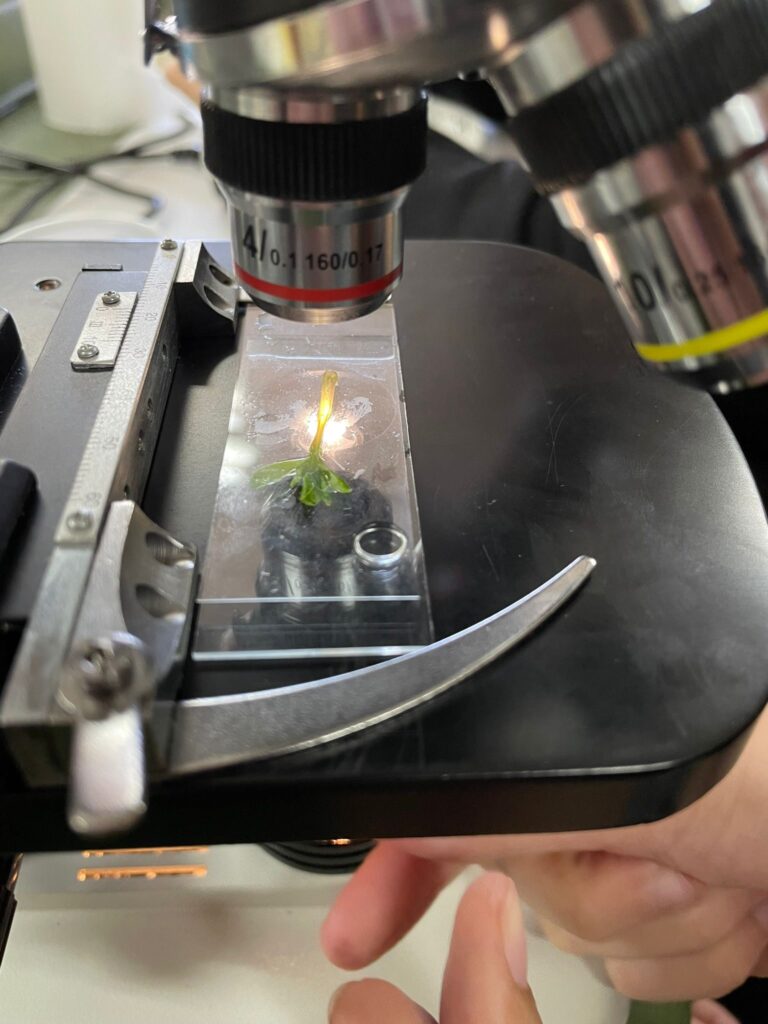 Experimento: Germinación a distintas condiciones en plantas 4 Experimento: Germinación a distintas condiciones en plantas