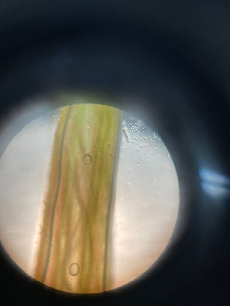 Experimento: Germinación a distintas condiciones en plantas 5 Experimento: Germinación a distintas condiciones en plantas