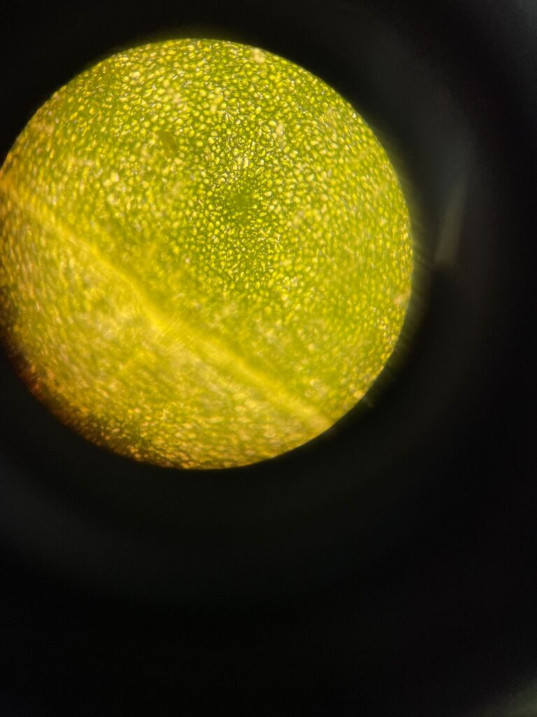 Experimento: Germinación a distintas condiciones en plantas 6 Experimento: Germinación a distintas condiciones en plantas