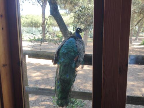 El bosque suspendido. Mayo 2025